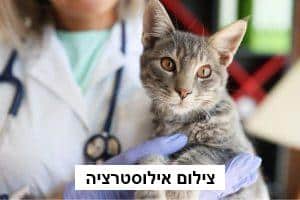 כלב אלים בירושלים: הכלב טרף חתול לעיני בעליו
