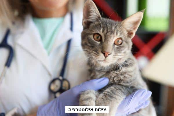 כלב אלים בירושלים: הכלב טרף חתול לעיני בעליו