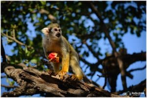 קרדיט - Jonathan Grinhauz3