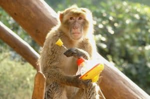 קרדיט - אלכסיס לם